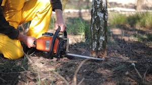 Best Commercial Tree Services  in Skokie, IL