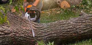 Trusted Skokie, IL Tree Services Experts