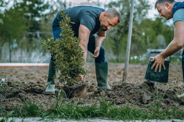 Best Tree and Shrub Care  in Skokie, IL