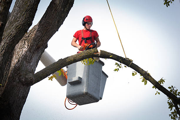 How Our Tree Care Process Works  in  Skokie, IL